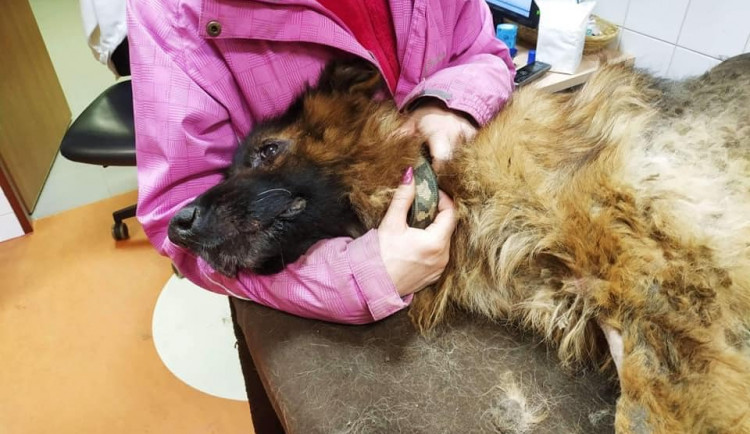 Desítky psů hnily zaživa, jedna fenka byla oběšená v kotci, snažila se osvobodit