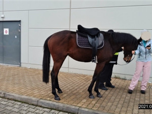 Koně se podařilo odchytit městské policii až na parkovišti u Kauflandu