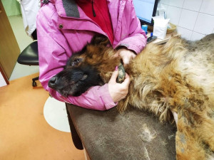 Desítky psů hnily zaživa, jedna fenka byla oběšená v kotci, snažila se osvobodit