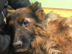 Desítky psů hnily zaživa, jedna fenka byla oběšená v kotci, snažila se osvobodit