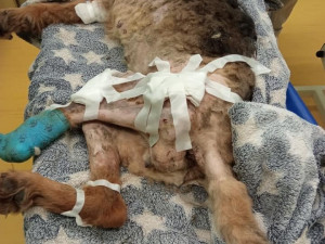 Desítky psů hnily zaživa, jedna fenka byla oběšená v kotci, snažila se osvobodit