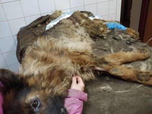 Desítky psů hnily zaživa, jedna fenka byla oběšená v kotci, snažila se osvobodit