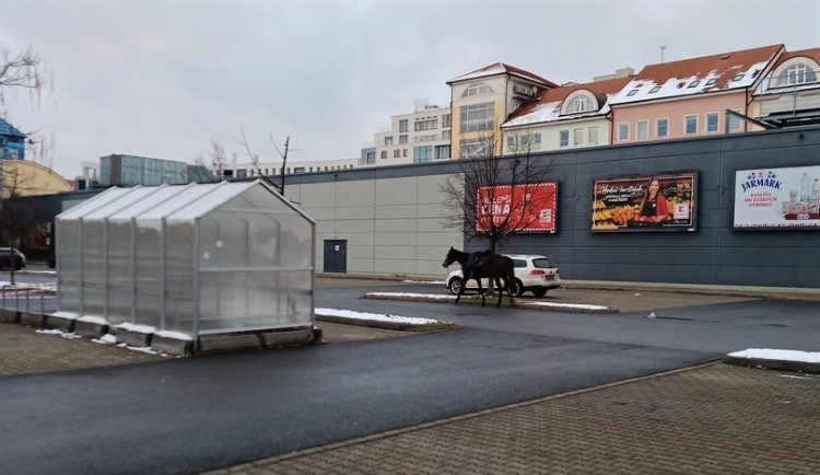 Koně se podařilo odchytit městské policii až na parkovišti u Kauflandu