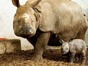 Radostná zpráva z Polska, Maruška z Plzně přivedla na svět své první mládě