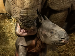 Radostná zpráva z Polska, Maruška z Plzně přivedla na svět své první mládě