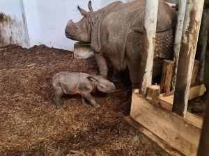 Radostná zpráva z Polska, Maruška z Plzně přivedla na svět své první mládě