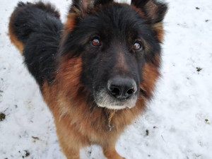 Benito, který je teď v dočasném domově