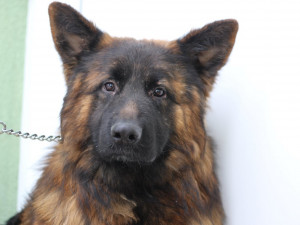 Ríša je umístěn útulku v  Borovně