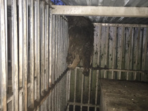 Jeden pes se při pokusu o osvobození udusil v kotci