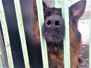 Stav zachráněných psů z Malesic se pomalu zlepšuje, brzy budou moci hledat nový domov
