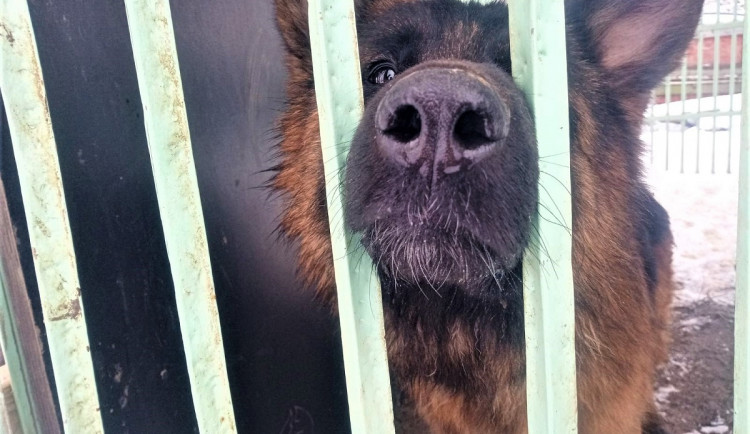 Stav nejvíce zraněné fenky z Malesic se zlepšuje