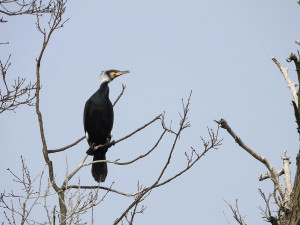 Labutě, kachny i kormoráni. Ochránci přírody vyrazili sčítat vodní ptáky na Berounce