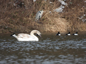 Labutě, kachny i kormoráni. Ochránci přírody vyrazili sčítat vodní ptáky na Berounce