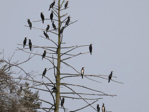 Labutě, kachny i kormoráni. Ochránci přírody vyrazili sčítat vodní ptáky na Berounce
