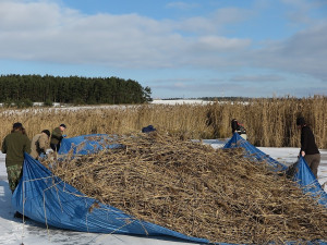 Zamrzlý rybník umožnil sekání přerostlých rákosových ostrůvků pro hnízdění vodních ptáků