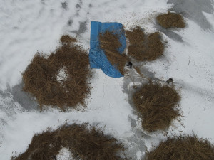 Zamrzlý rybník umožnil sekání přerostlých rákosových ostrůvků pro hnízdění vodních ptáků