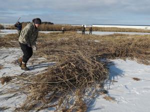 Zamrzlý rybník umožnil sekání přerostlých rákosových ostrůvků pro hnízdění vodních ptáků