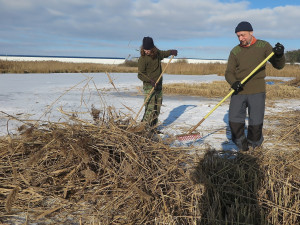 Zamrzlý rybník umožnil sekání přerostlých rákosových ostrůvků pro hnízdění vodních ptáků