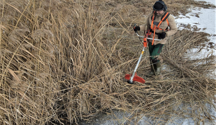 Zamrzlý rybník umožnil sekání přerostlých rákosových ostrůvků pro hnízdění vodních ptáků