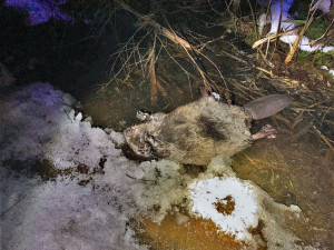 Pod koly vozidel hyne různá zvěř, tentokrát auto usmrtilo chráněného bobra