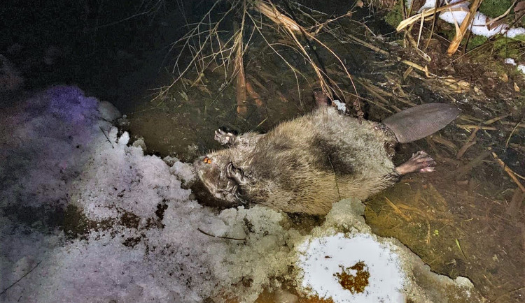 Bobr nepřežil střet s fordem