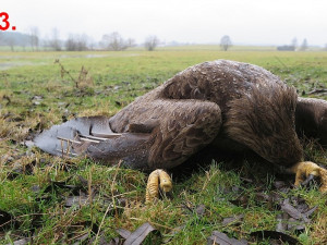 Masakr čtyř orlů mořských vyšetřuje policie, neznámý pachatel je na Klatovsku otrávil