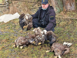 Masakr čtyř orlů mořských vyšetřuje policie, neznámý pachatel je na Klatovsku otrávil
