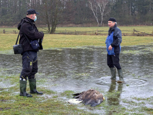 Masakr čtyř orlů mořských vyšetřuje policie, neznámý pachatel je na Klatovsku otrávil