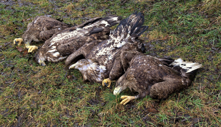 Masakr čtyř orlů mořských vyšetřuje policie, neznámý pachatel je na Klatovsku otrávil