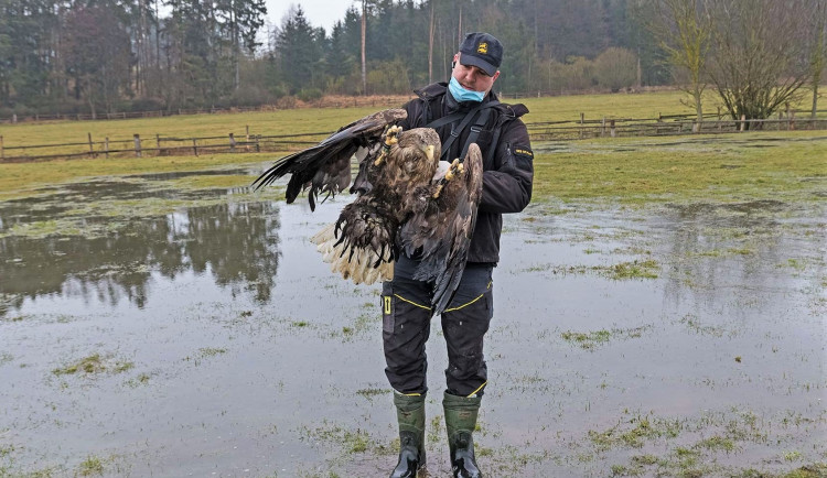 Lidé z celého Česka posílají do Plzně peníze na pátrání po traviči čtyř orlů mořských
