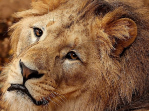 Zastupitelé Plzně přiklepli zoo osm milionů na nový výběh lvů berberských