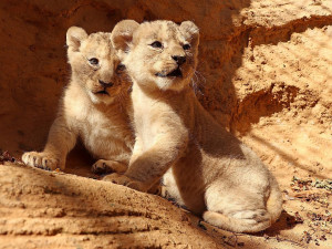 Zastupitelé Plzně přiklepli zoo osm milionů na nový výběh lvů berberských