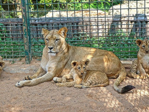 Zastupitelé Plzně přiklepli zoo osm milionů na nový výběh lvů berberských