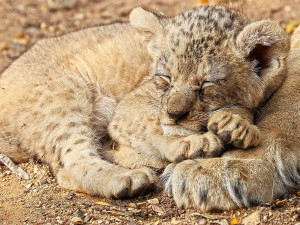 Zastupitelé Plzně přiklepli zoo osm milionů na nový výběh lvů berberských