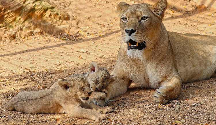 Zastupitelé Plzně přiklepli zoo osm milionů na nový výběh lvů berberských