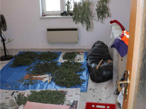 Pěstitelé konopí mají utrum, posvítil si na ně TOXI tým a zásahovka