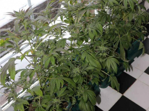 Pěstitelé konopí mají utrum, posvítil si na ně TOXI tým a zásahovka