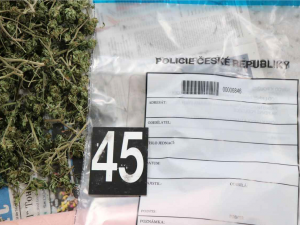 Pěstitelé konopí mají utrum, posvítil si na ně TOXI tým a zásahovka