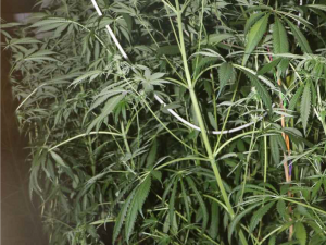 Pěstitelé konopí mají utrum, posvítil si na ně TOXI tým a zásahovka