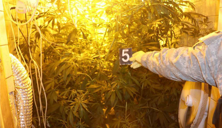 Pěstitelé konopí mají utrum, posvítil si na ně TOXI tým a zásahovka
