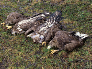 Smutný pohled na otrávené dravce