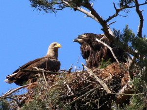 Hnízdo a kroužkování orlů mořských vzdálené 2,5 km od místa nálezu sobotního masakru. Fotografováno loni v květnu 2020