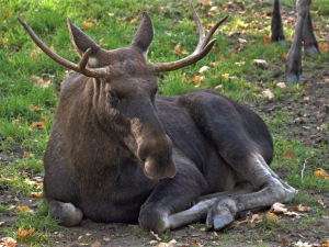Hledá se los, návštěvníci Šumavy se mohou zapojit do monitoringu největšího savce