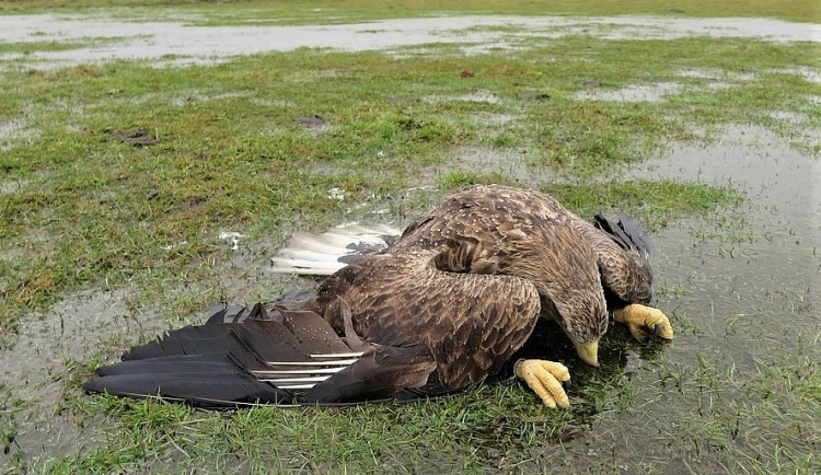 Smutný pohled na otrávené dravce