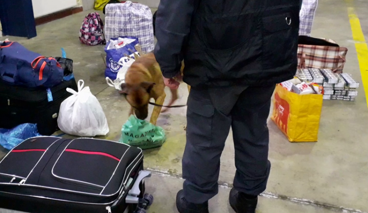 Služební pes celníků kontroluje zavazadla a hledá cigarety