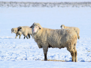 I v zimě se musí chovatelé o svá zvířata správně postarat