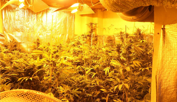 Policejní akce Dallas rozprášila gang pěstitelů marihuany