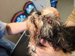 Žena se nedokázala postarat o desítku psů, většina z nich téměř oslepla