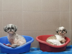 Žena se nedokázala postarat o desítku psů, většina z nich téměř oslepla