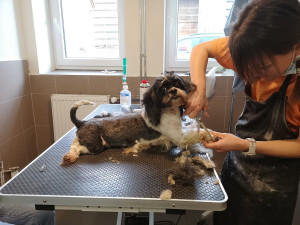 Žena se nedokázala postarat o desítku psů, většina z nich téměř oslepla